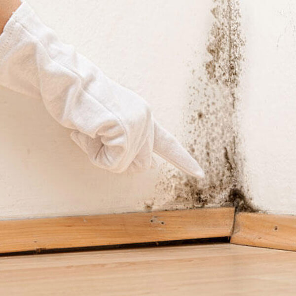 Mold remediation and decontamination service