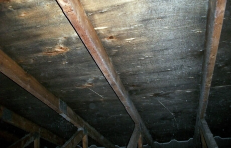 Décontamination moisissures champignons grenier