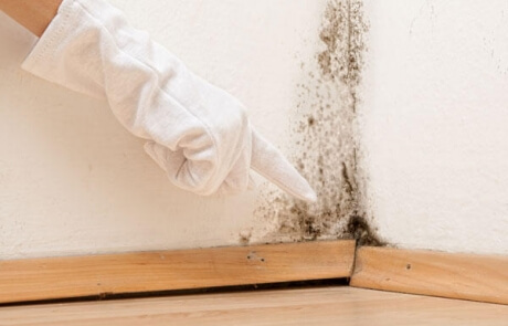 Décontamination moisissures presence champignons 001