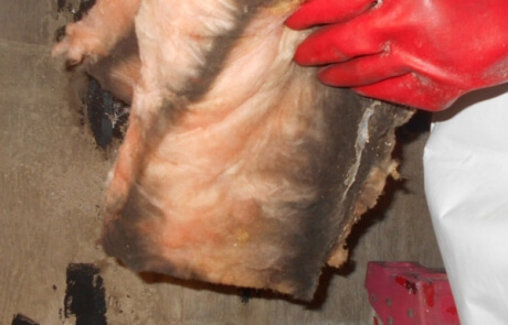 Décontamination moisissures entretoit Montréal - RénoVert