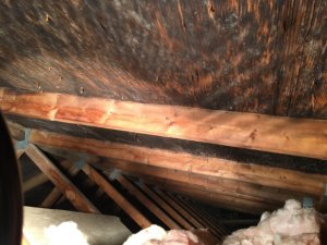 Moisissures dans l'entre toit Moisissures dans l'entre toit