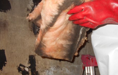 Mould in attic insulation - Remediation & removal contractor in Montreal